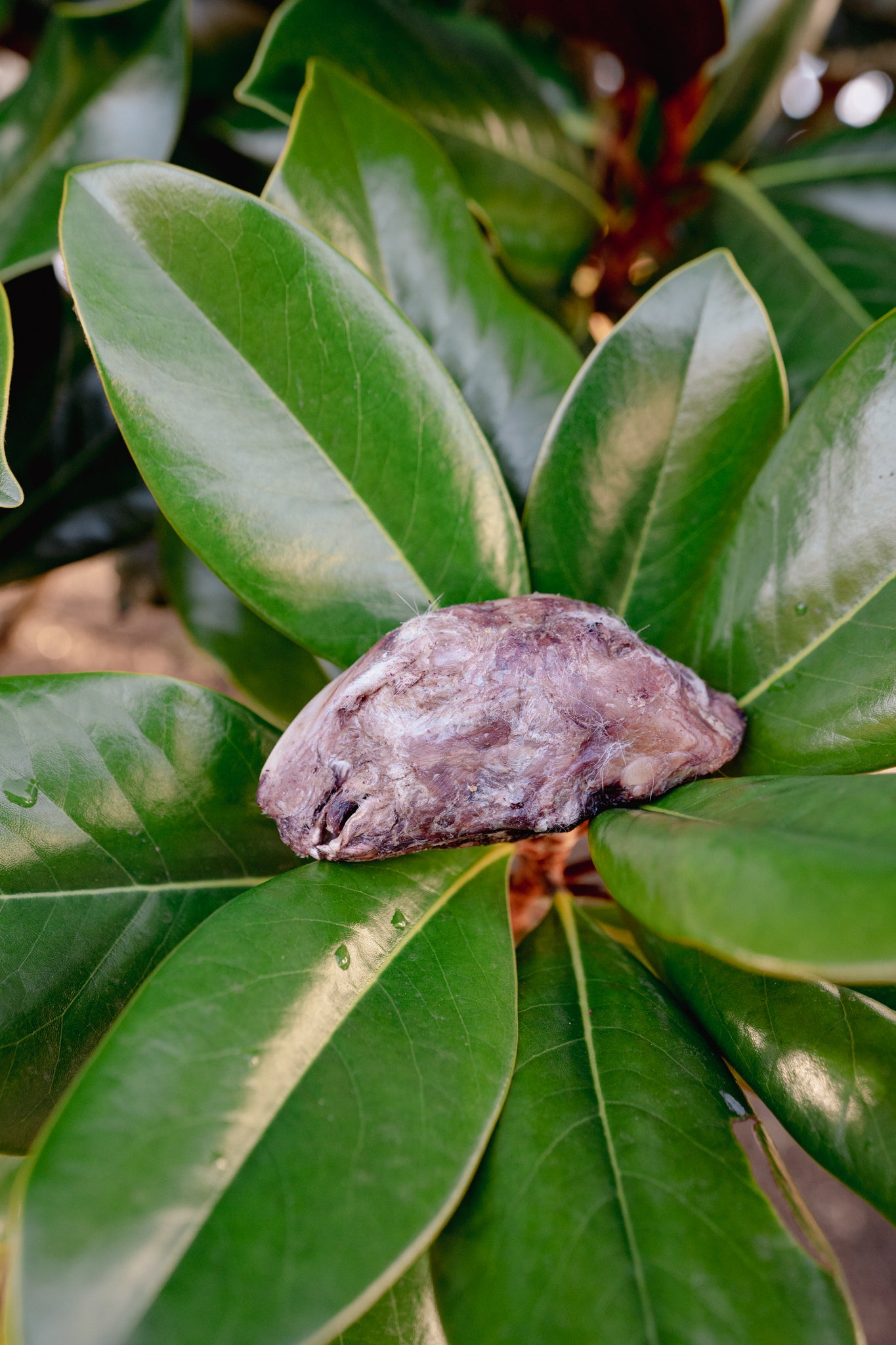 RABBIT HEAD | Freeze-Dried Dog + Cat Treat