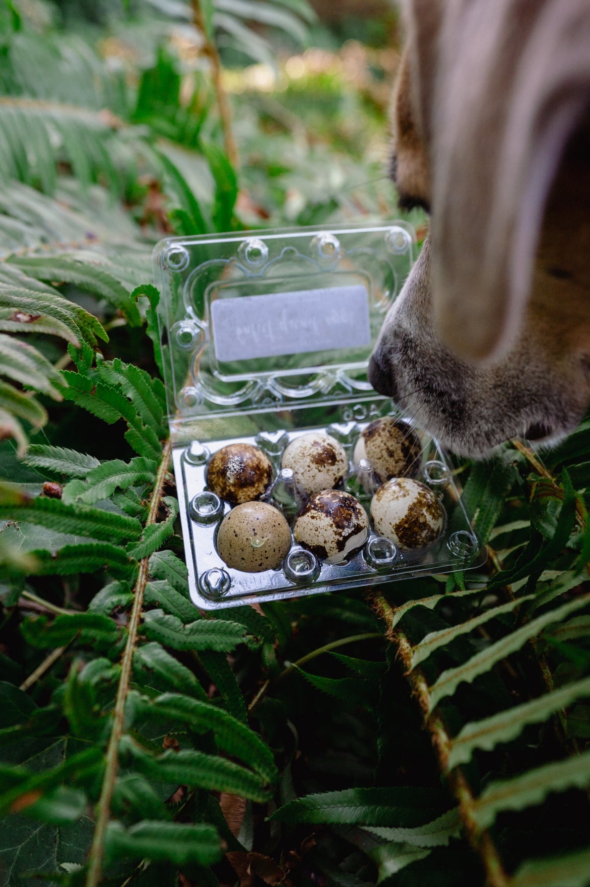 BALUT QUAIL EGG | Freeze-Dried Dog + Cat Treat