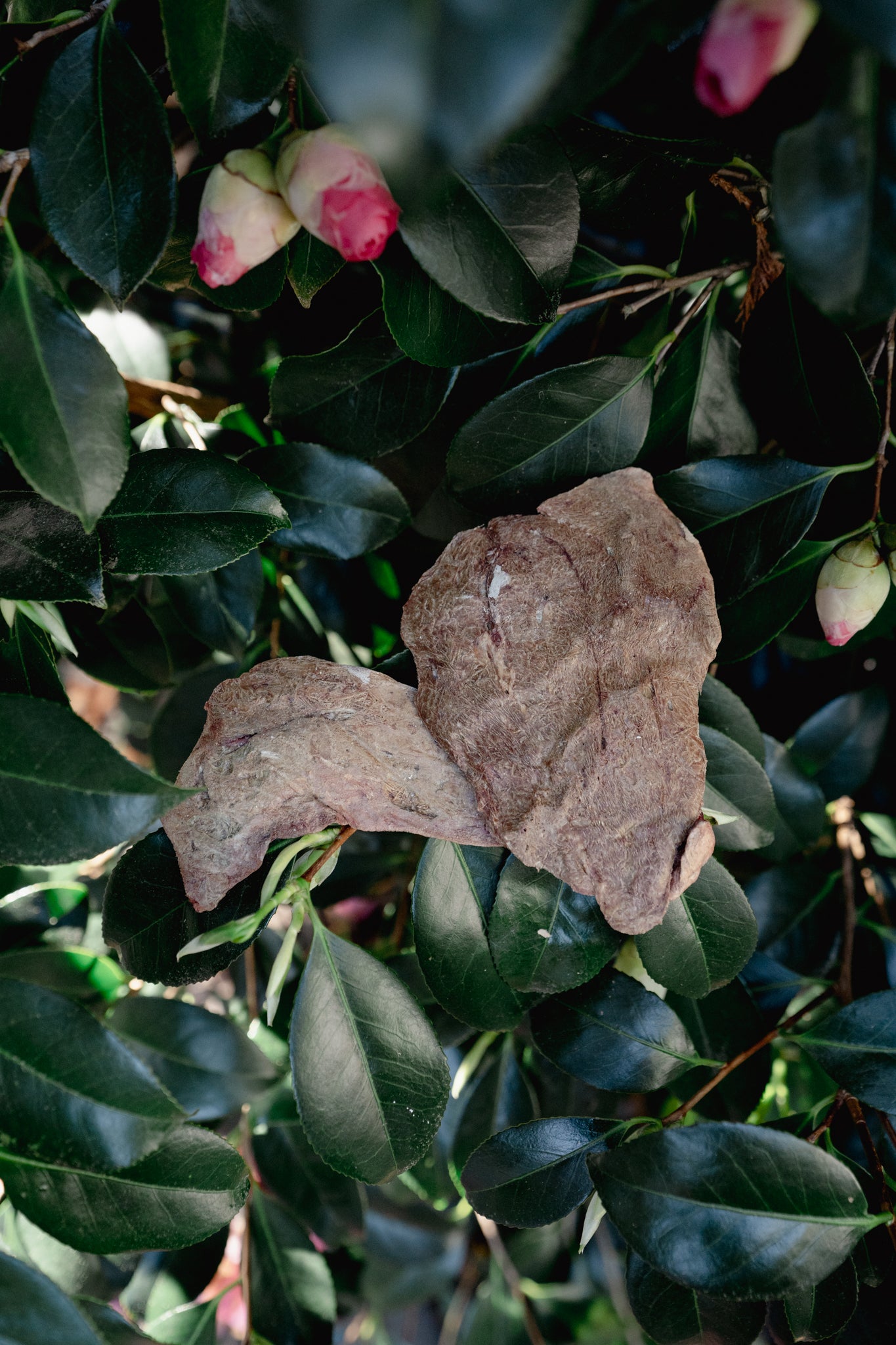 PORK LIVER | Freeze-Dried Dog + Cat Treat
