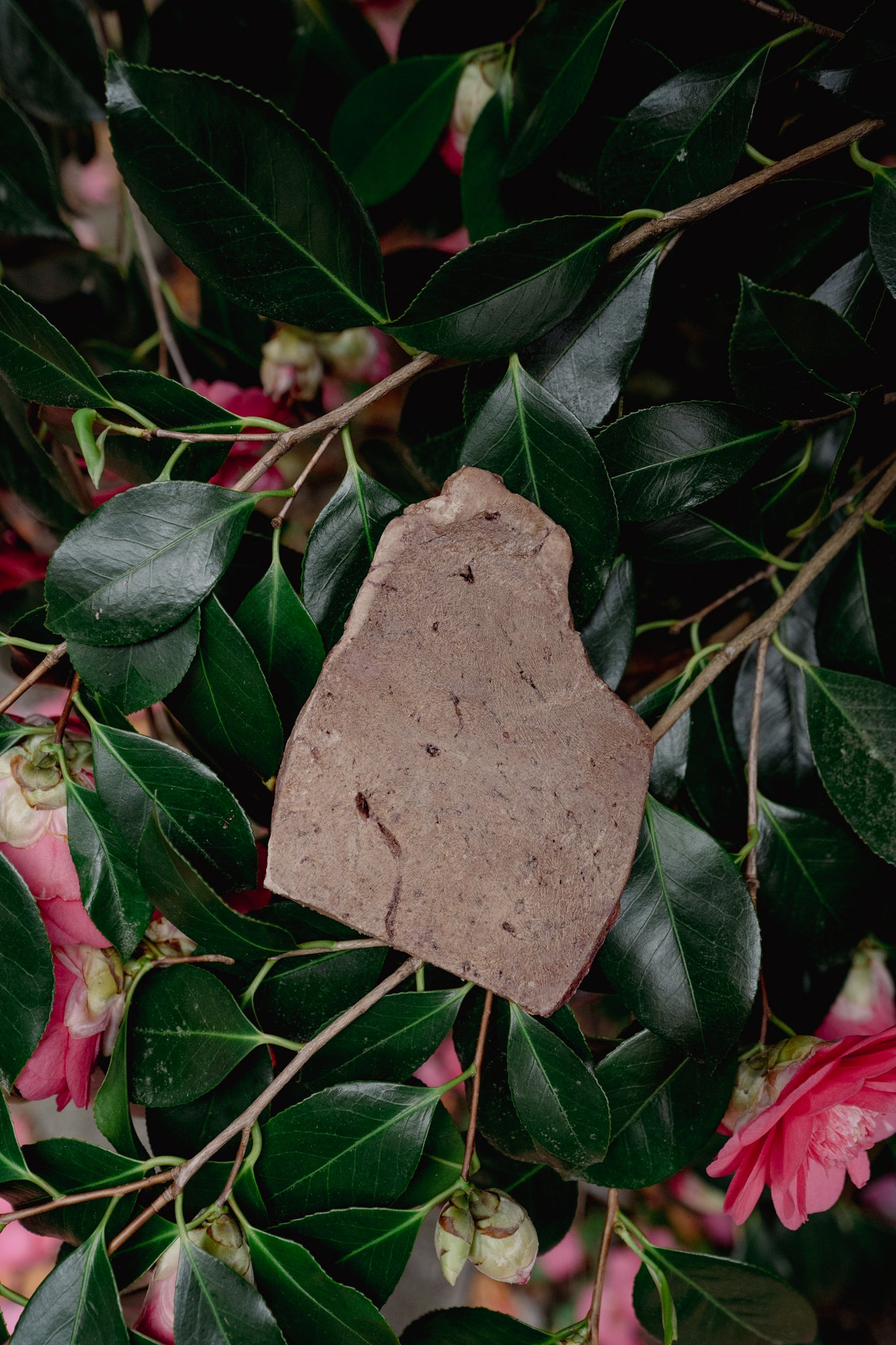 BEEF LIVER | Freeze-Dried Dog + Cat Treat