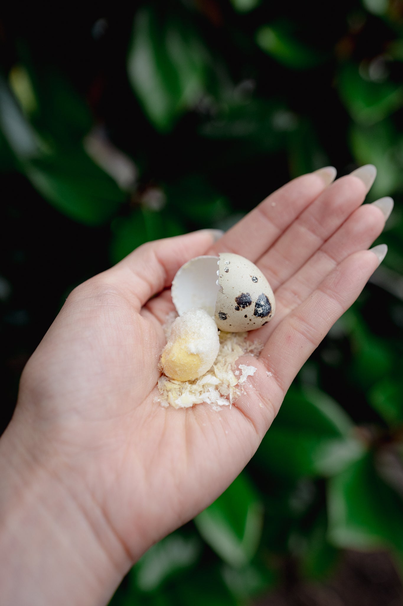 WHOLE QUAIL EGG | Freeze-Dried Dog + Cat Treat