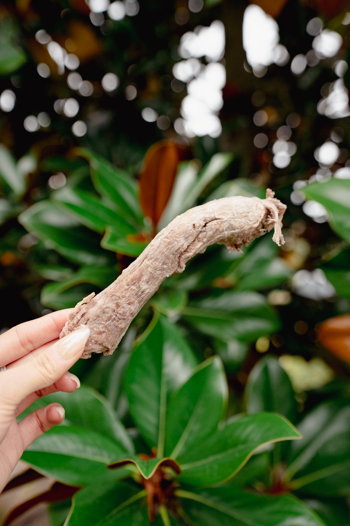 DUCK NECK | Freeze-Dried Dog + Cat Treat