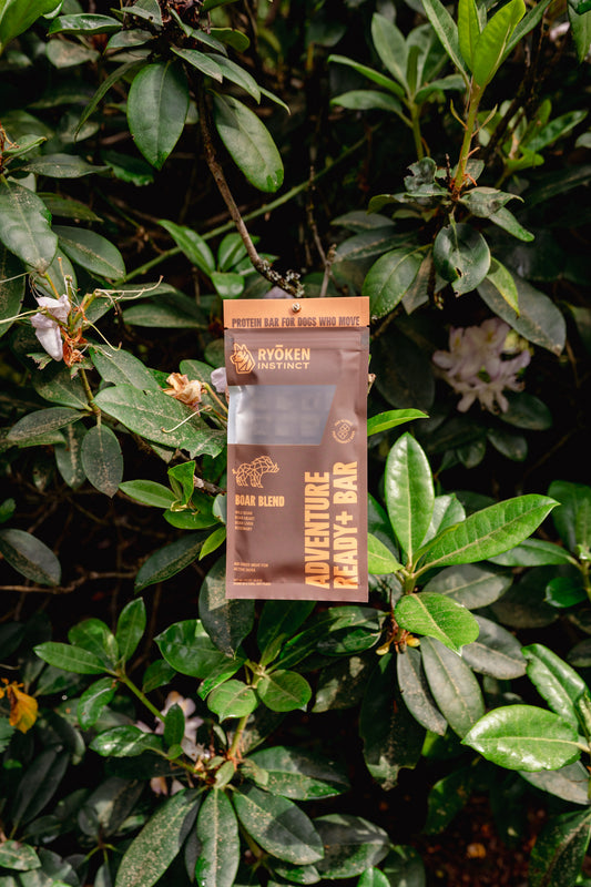 ADVENTURE READY BAR | Ryōken Instinct