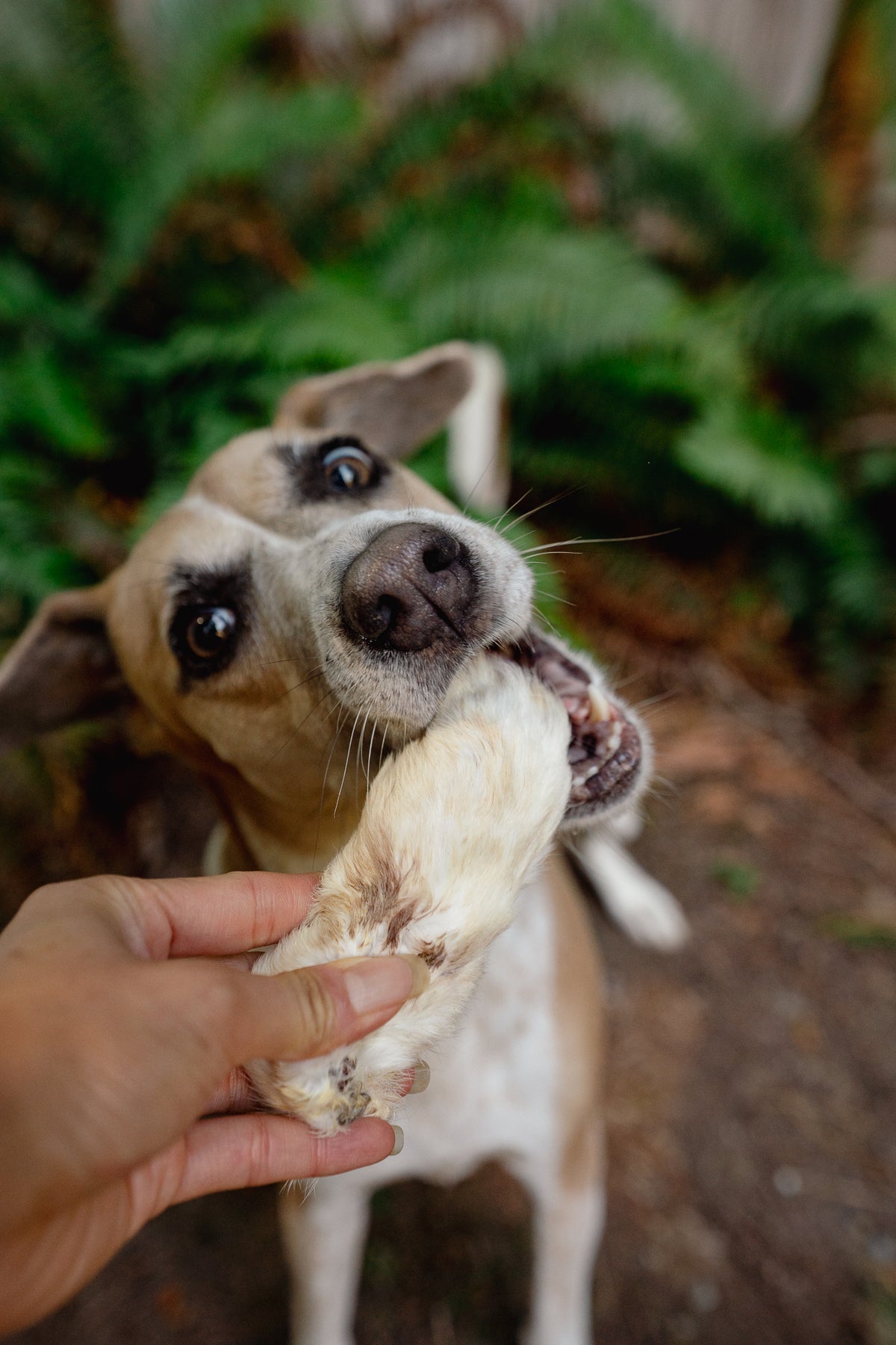 RABBIT FOOT | Freeze-Dried Dog + Cat Treat
