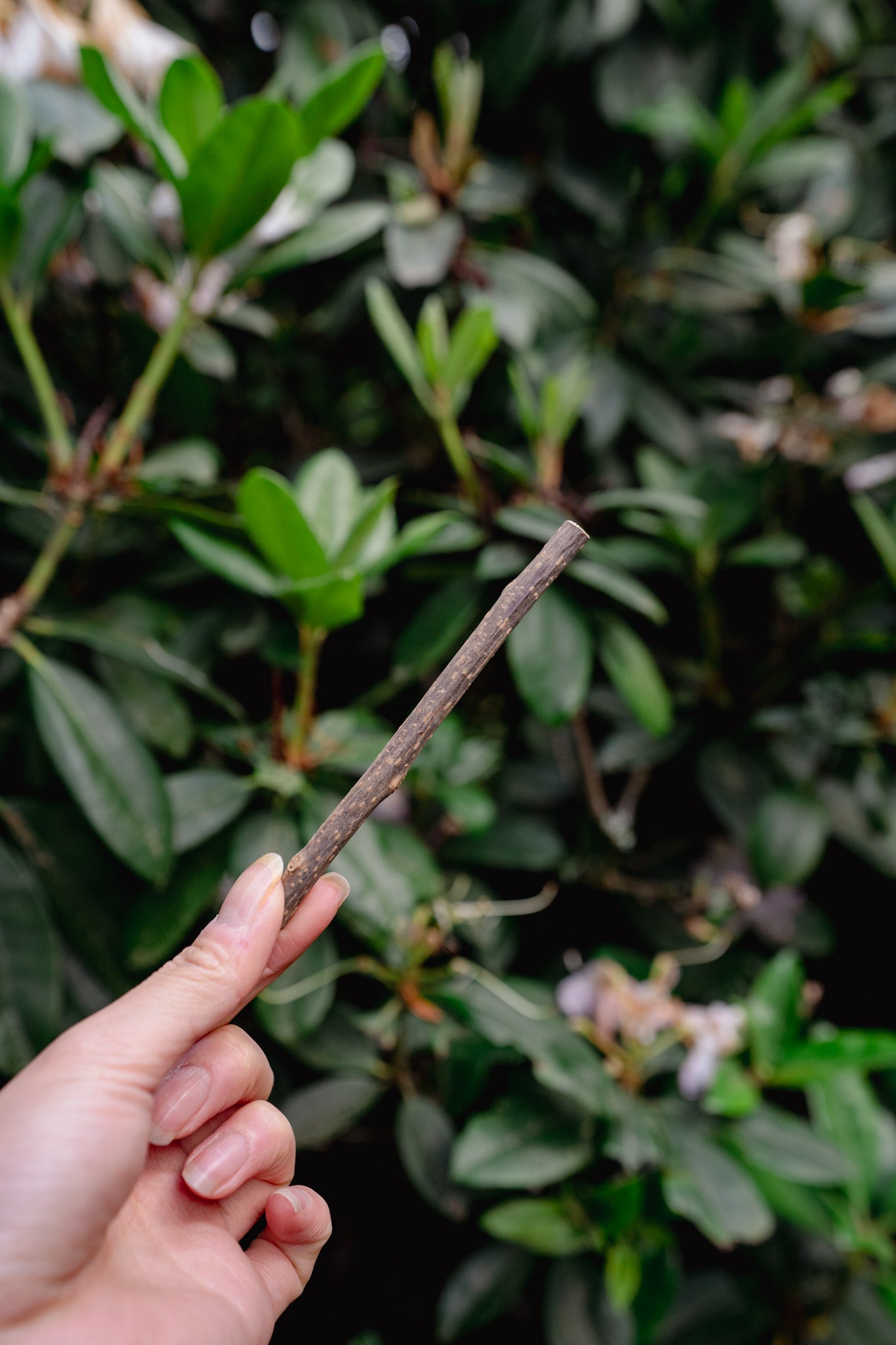 SILVER VINE DENTAL STICKS | From The Field