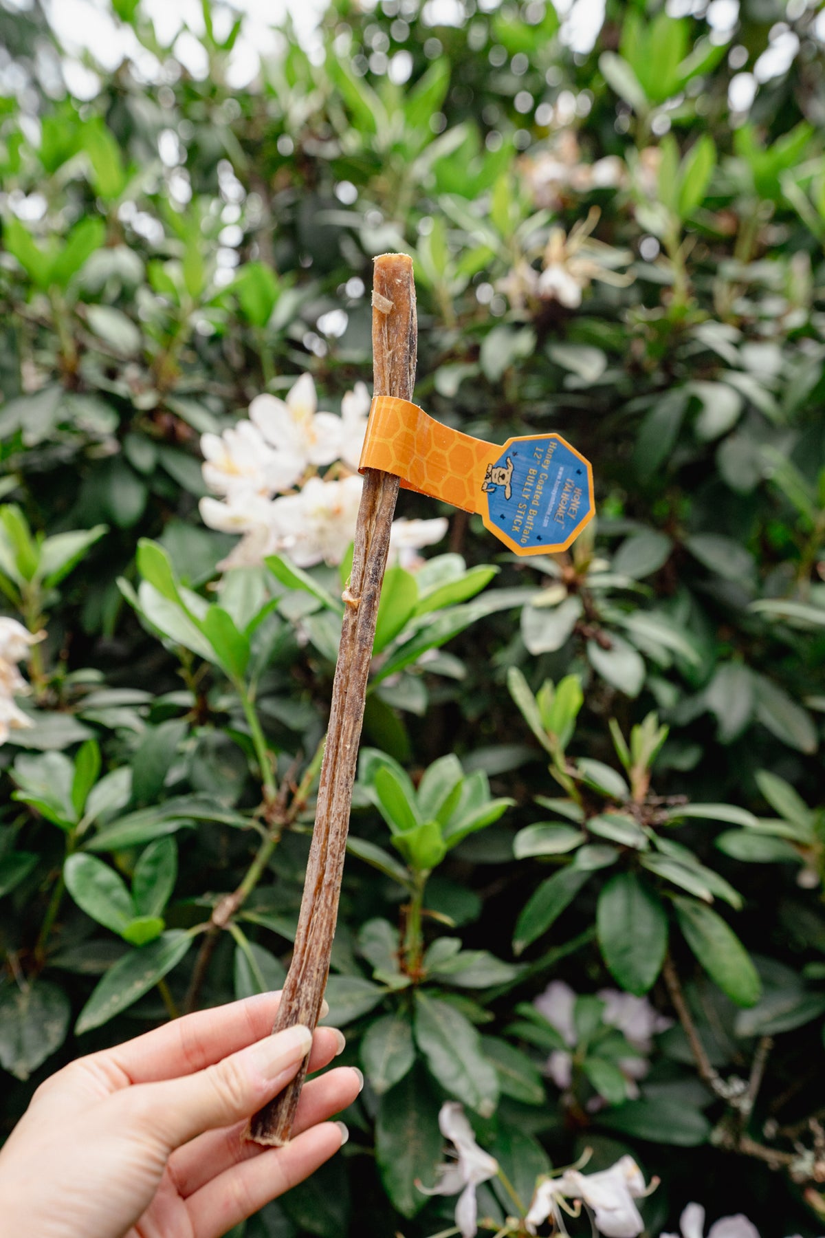 12" HONEY COATED WATER BUFFALO BULLY STICK | Honey I'm Home