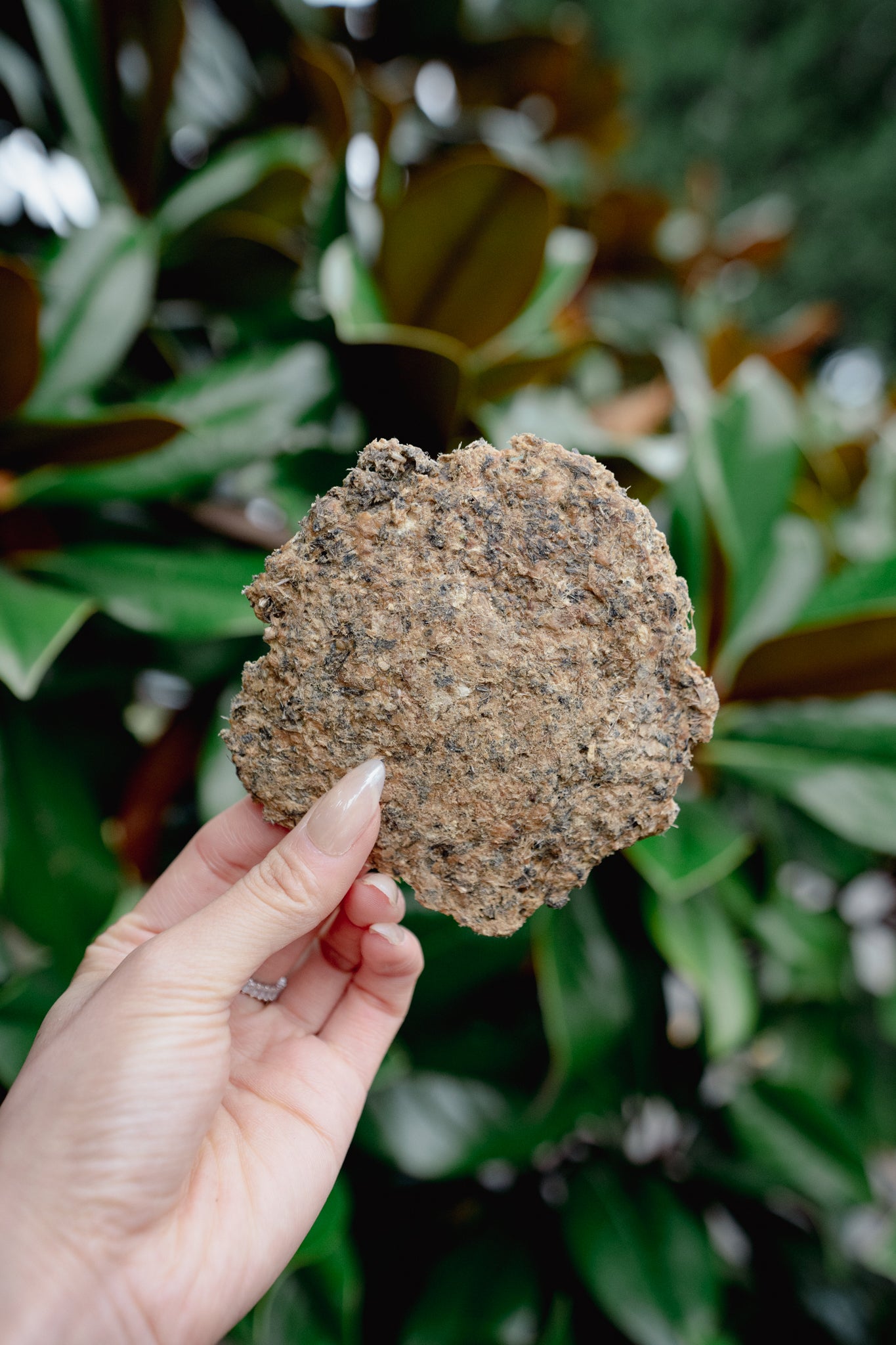 WHOLE PREY GROUND QUAIL | Freeze-Dried Dog + Cat Treat