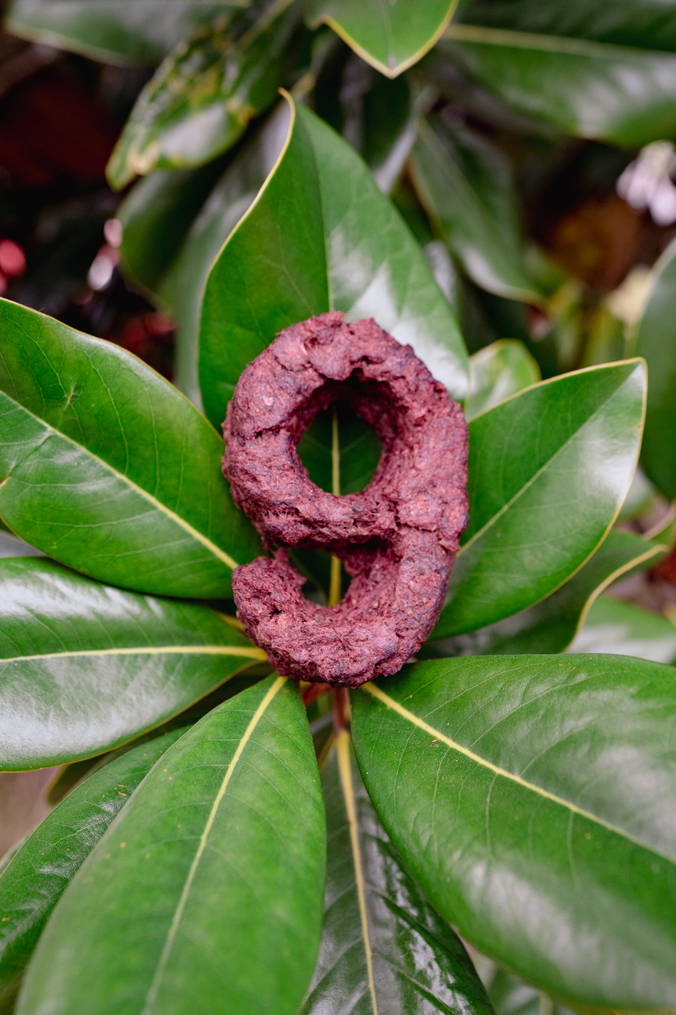 MEAT NUMBER | Freeze-Dried Dog + Cat Treat