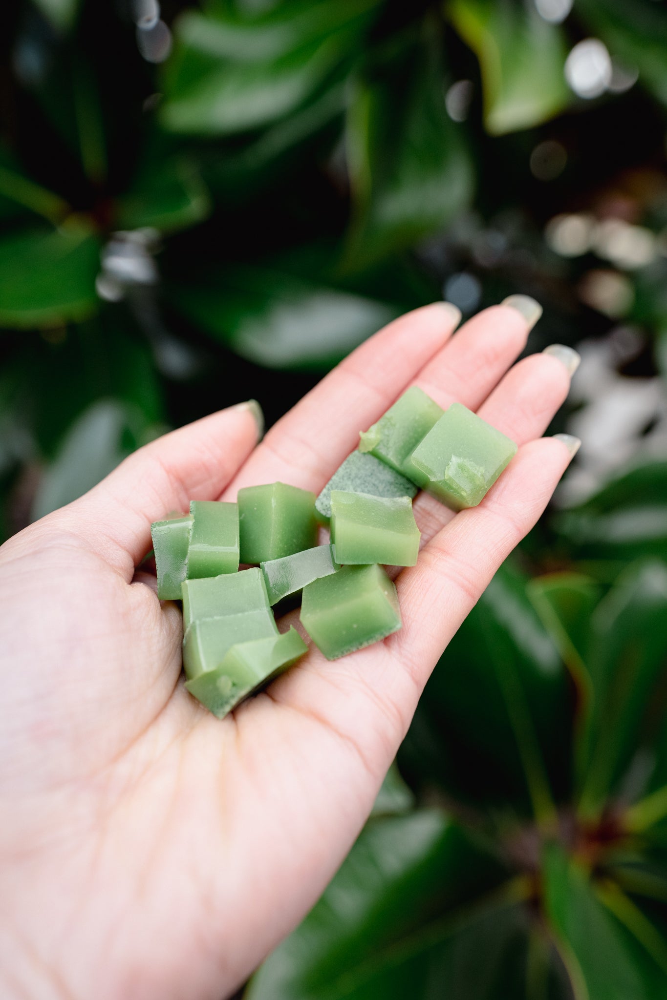 "MATCHA" JELLY MIX | Freeze-Dried Dog + Cat Treat