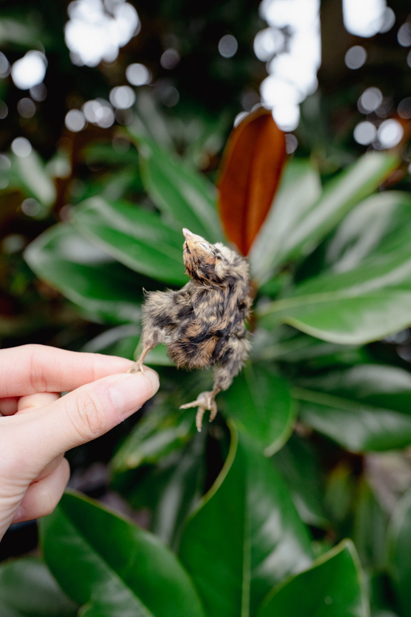 QUAIL HATCHLING | Freeze-Dried Dog + Cat Treat