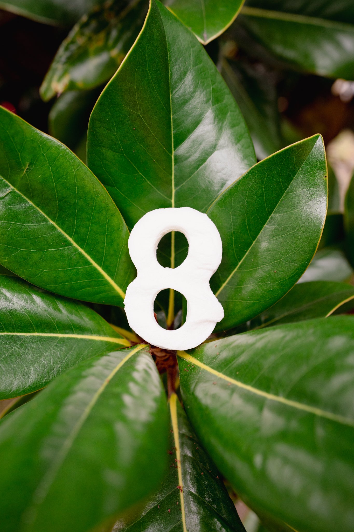 MARSHMALLOW NUMBER | Freeze-Dried Dog + Cat Treat