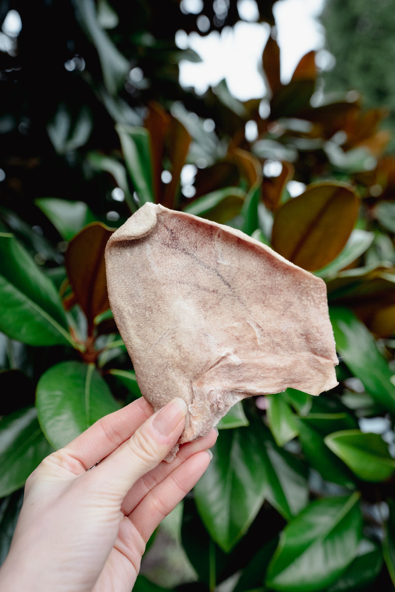 PIG EAR | Freeze-Dried Dog + Cat Treat