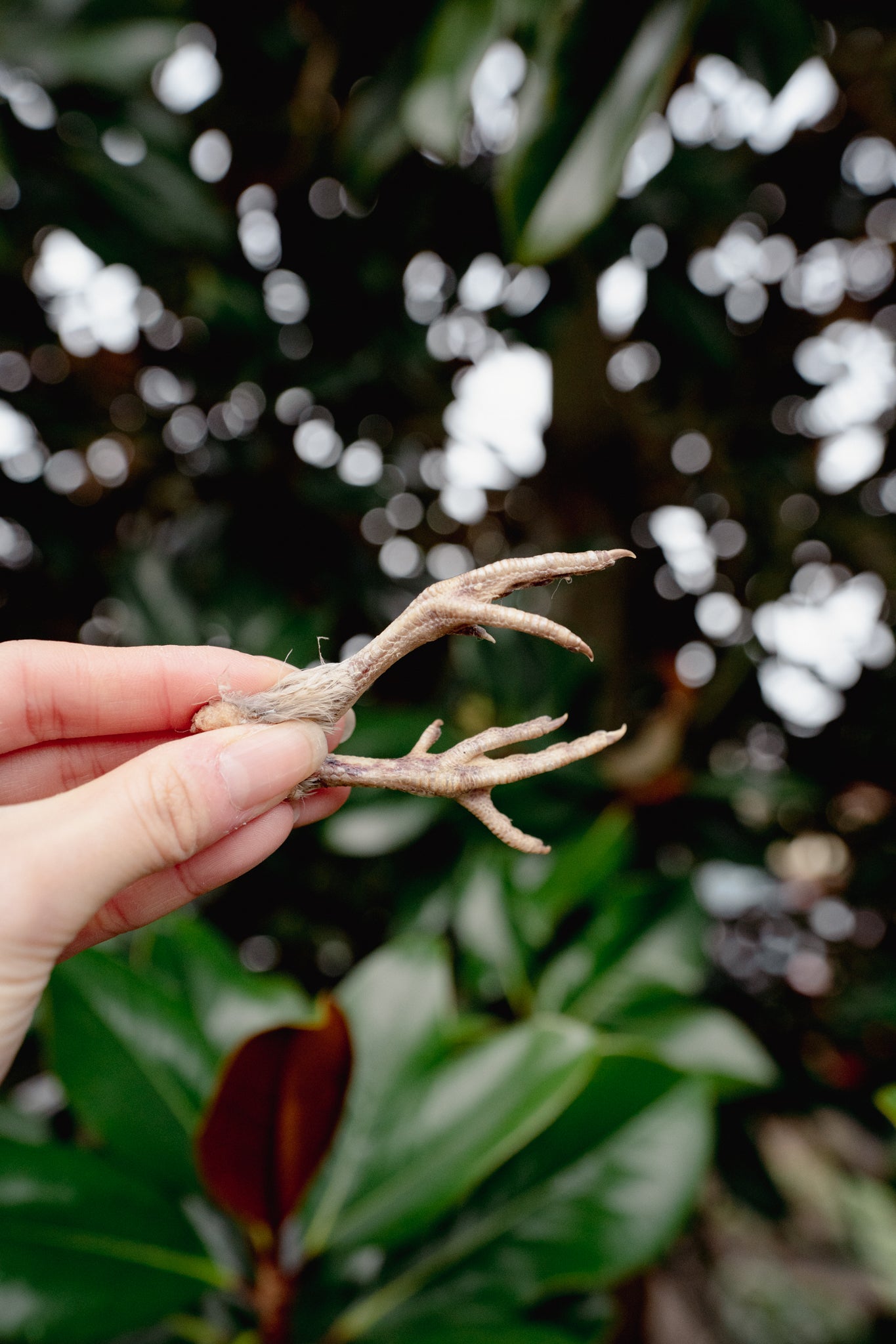 QUAIL FEET | Freeze-Dried Dog + Cat Treat