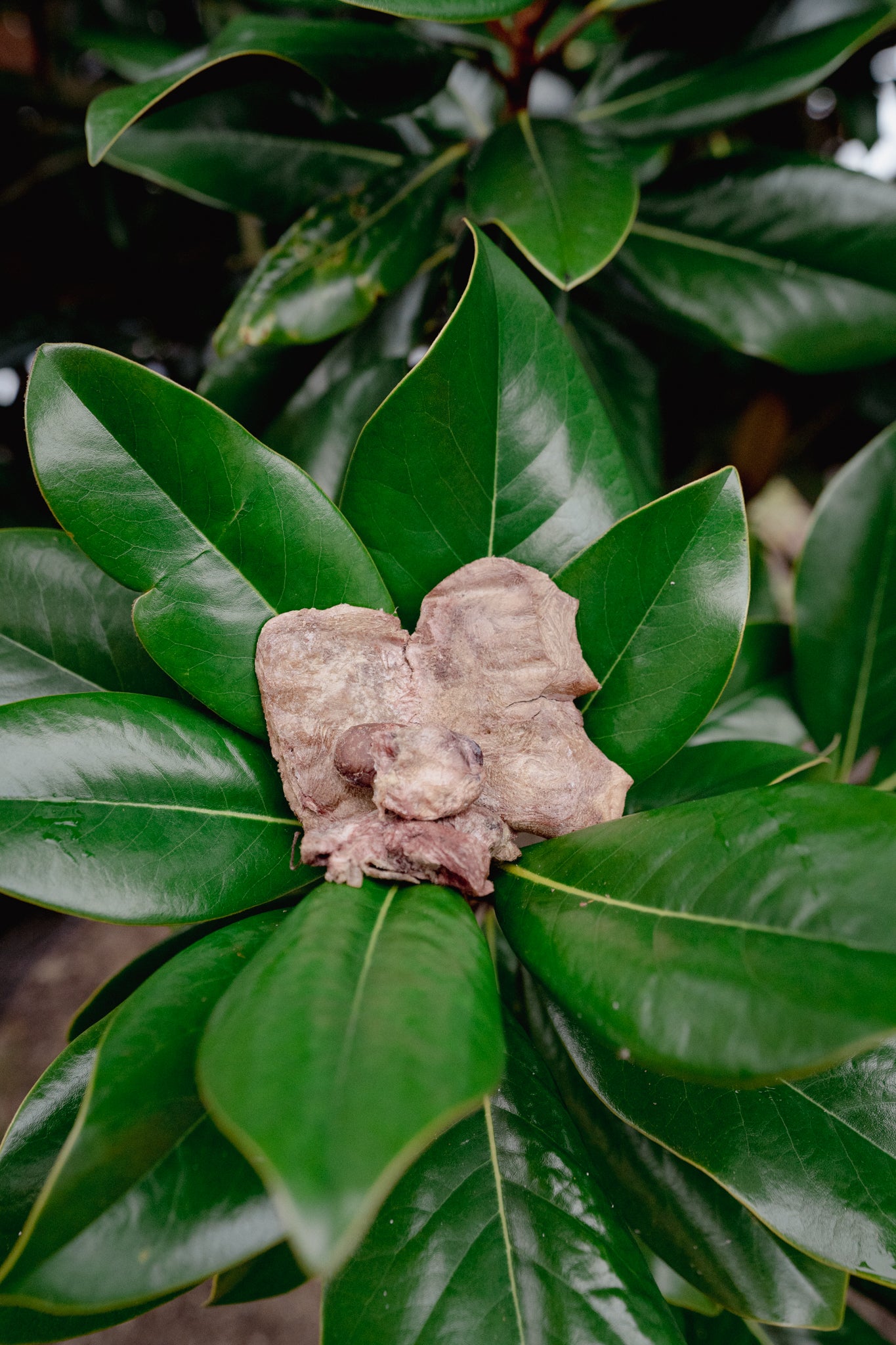 RABBIT TRAIL MIX | Freeze-Dried Dog + Cat Treat