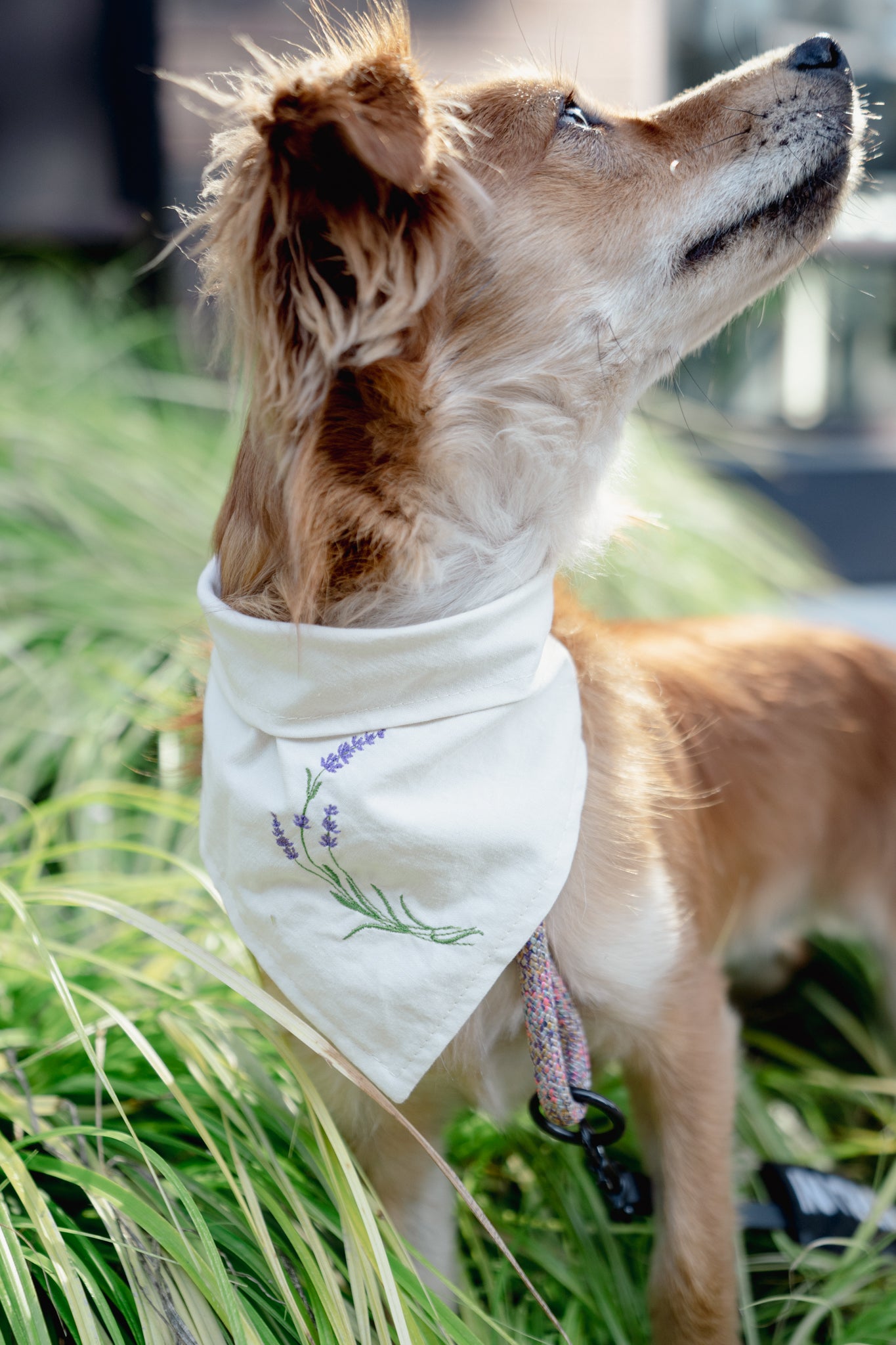 Lavender Dream *FUNDRAISER* | Bandana