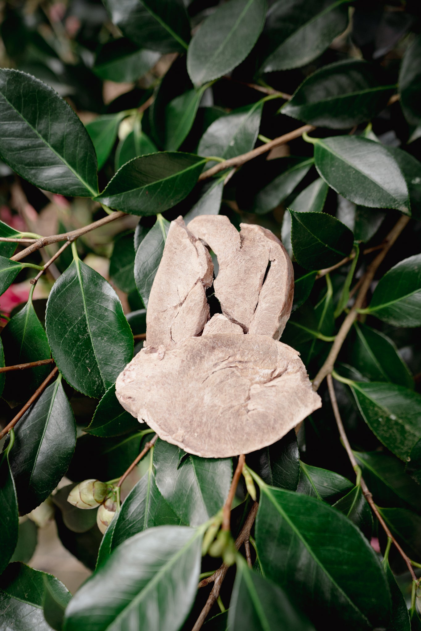 PORK HEART | Freeze-Dried Dog + Cat Treat