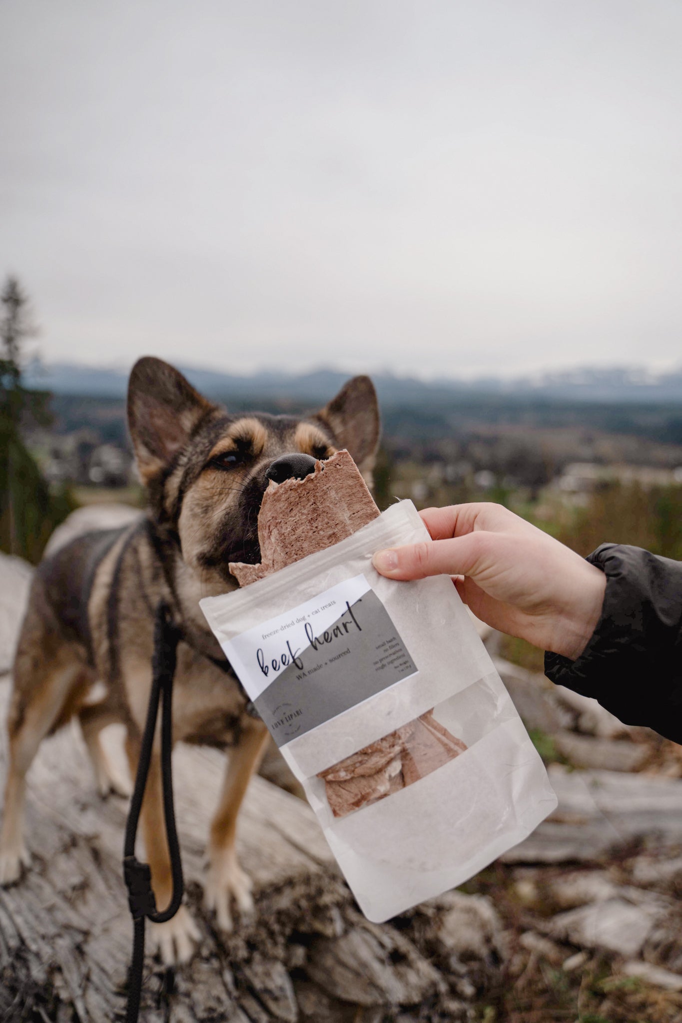 BEEF HEART | Freeze-Dried Dog + Cat Treat