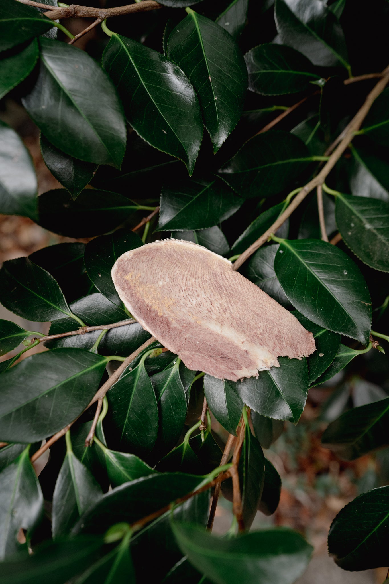 BEEF TONGUE | Freeze-Dried Dog + Cat Treat