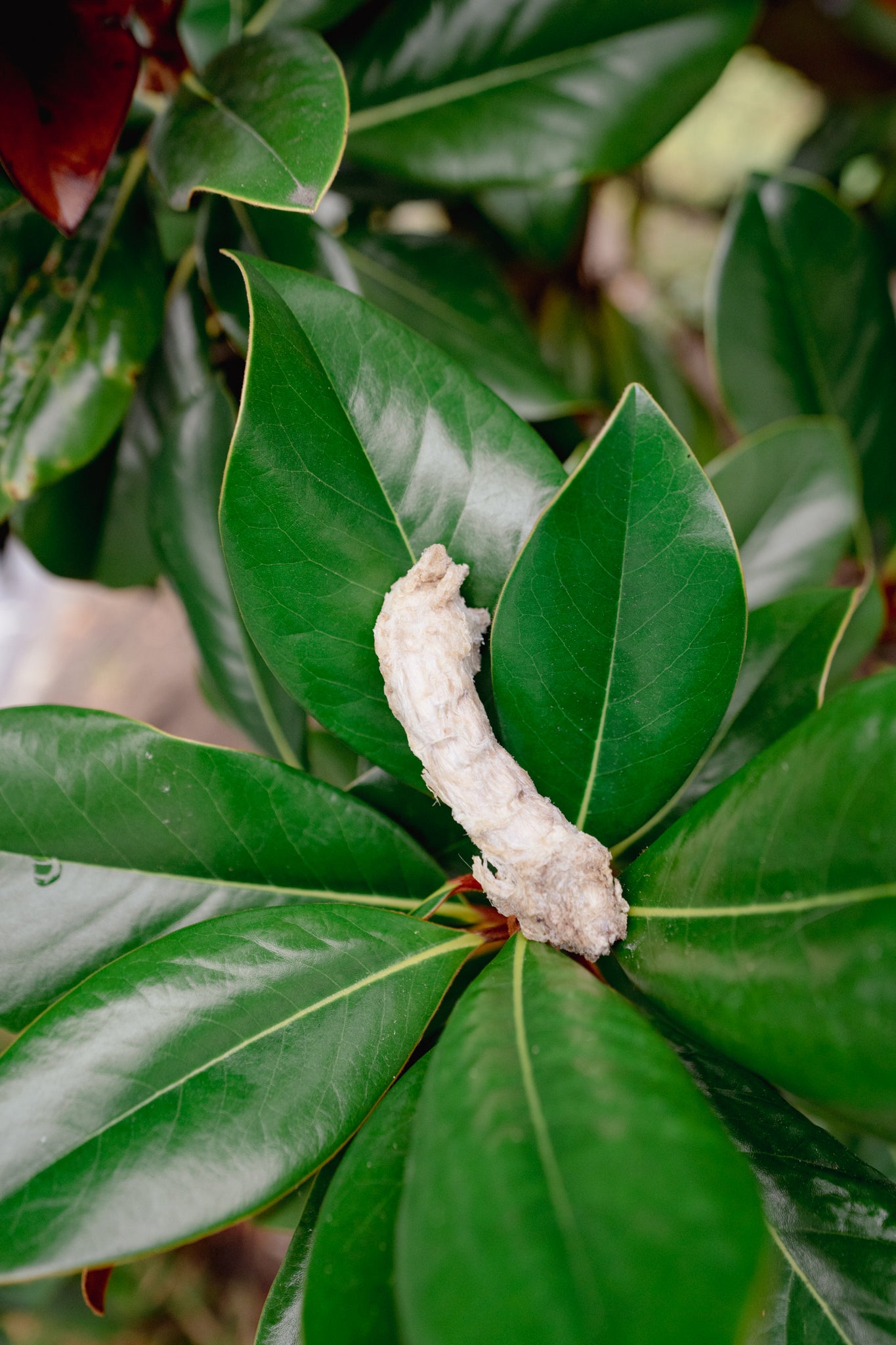 CHICKEN NECK | Freeze-Dried Dog + Cat Treat