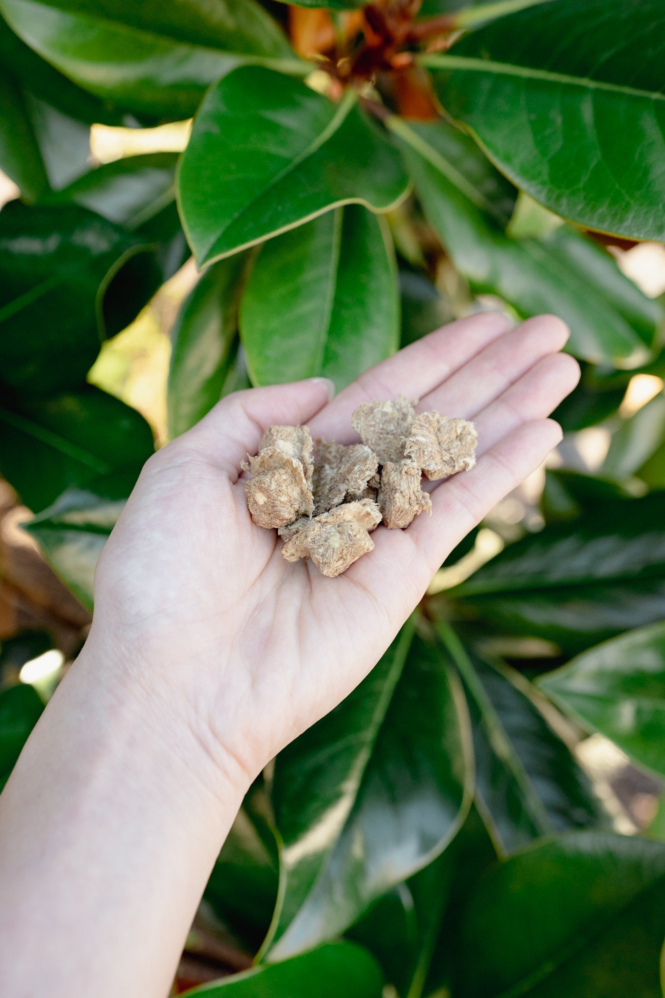 GROUND VENISON | Freeze-Dried Dog + Cat Treat