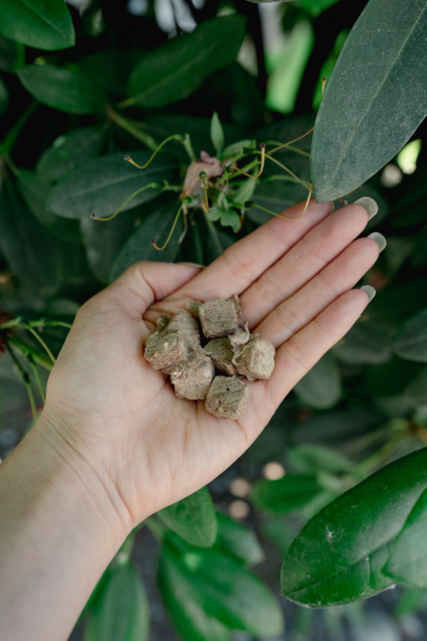 GROUND VENISON | Freeze-Dried Dog + Cat Treat