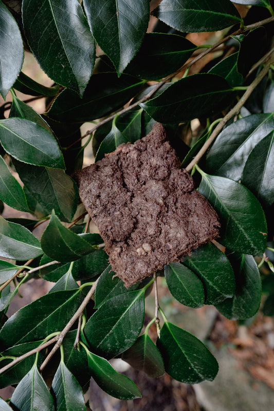 BEAVER | Freeze-Dried Dog + Cat Treat