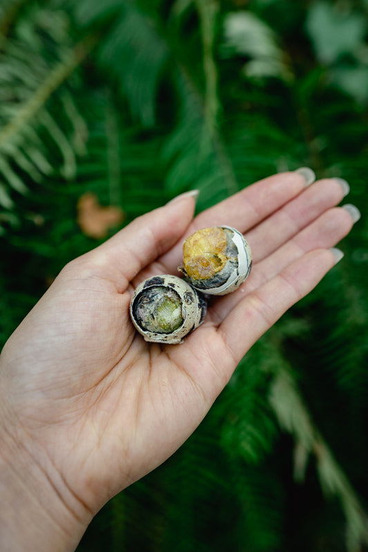 BALUT QUAIL EGG | Freeze-Dried Dog + Cat Treat