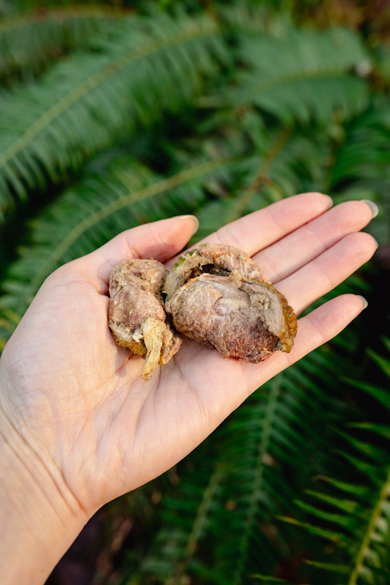 PHEASANT GIZZARDS | Freeze-Dried Dog + Cat Treat