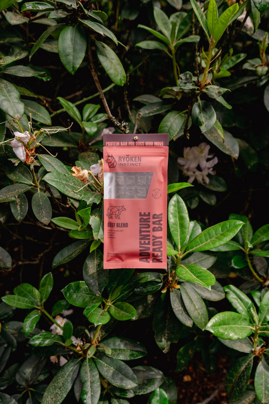 ADVENTURE READY BAR | Ryōken Instinct