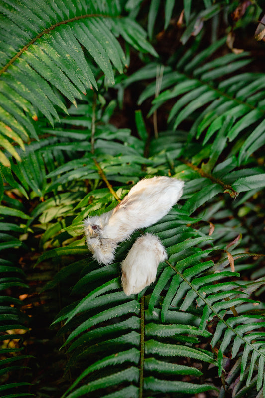 RABBIT FOOT | Freeze-Dried Dog + Cat Treat