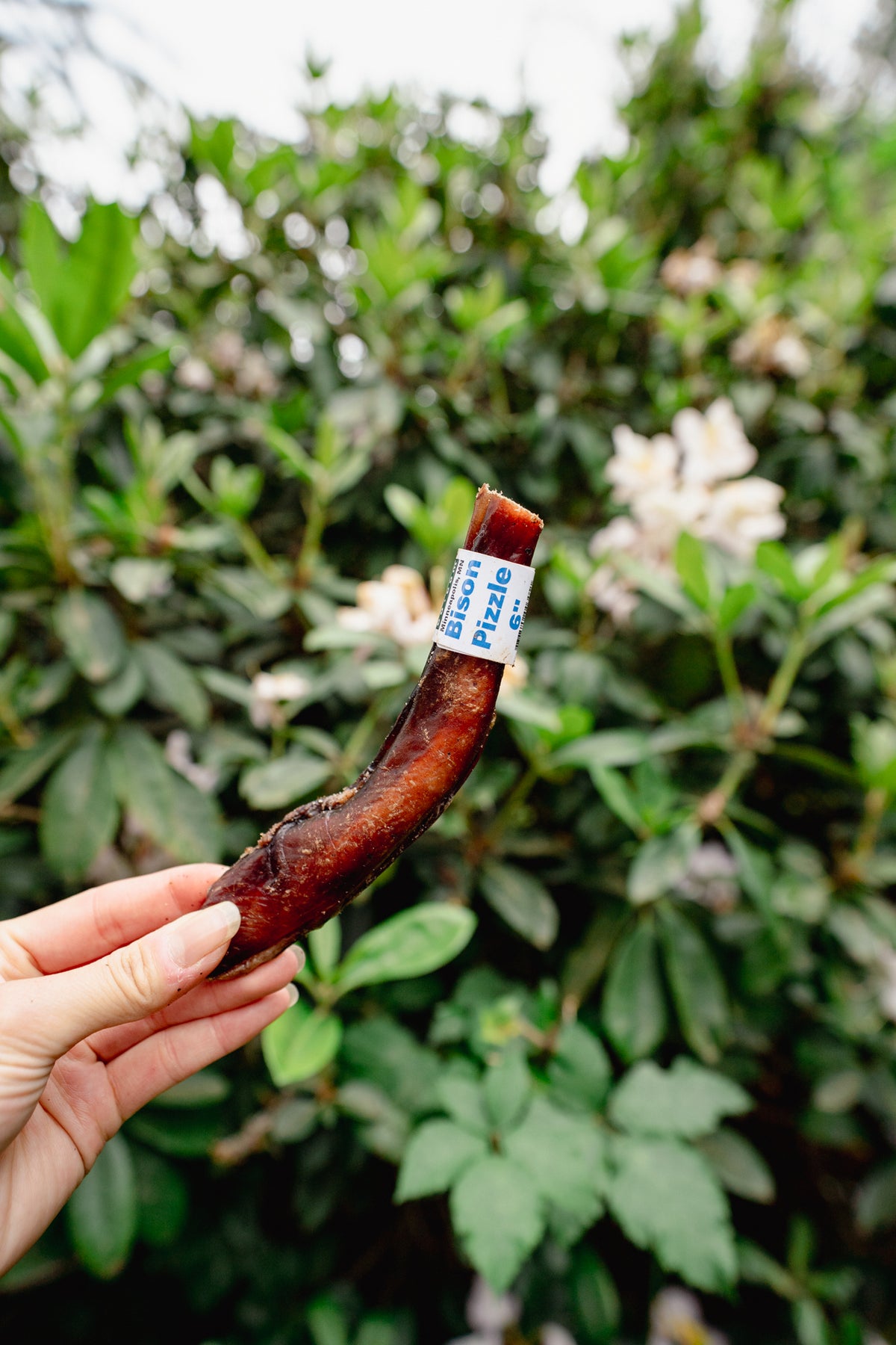 BISON PIZZLE | Great Dog Co