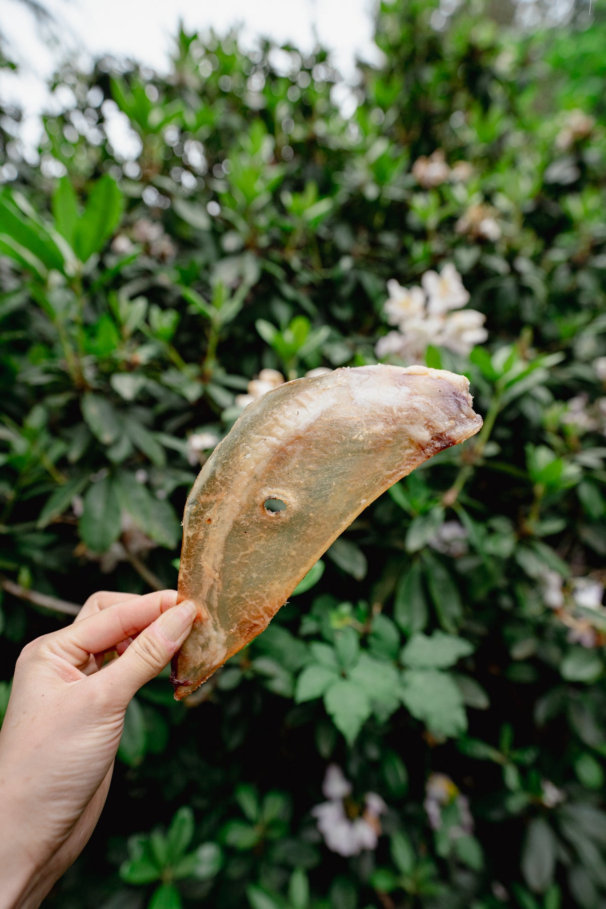 BISON SCAPULA | Great Dog Co