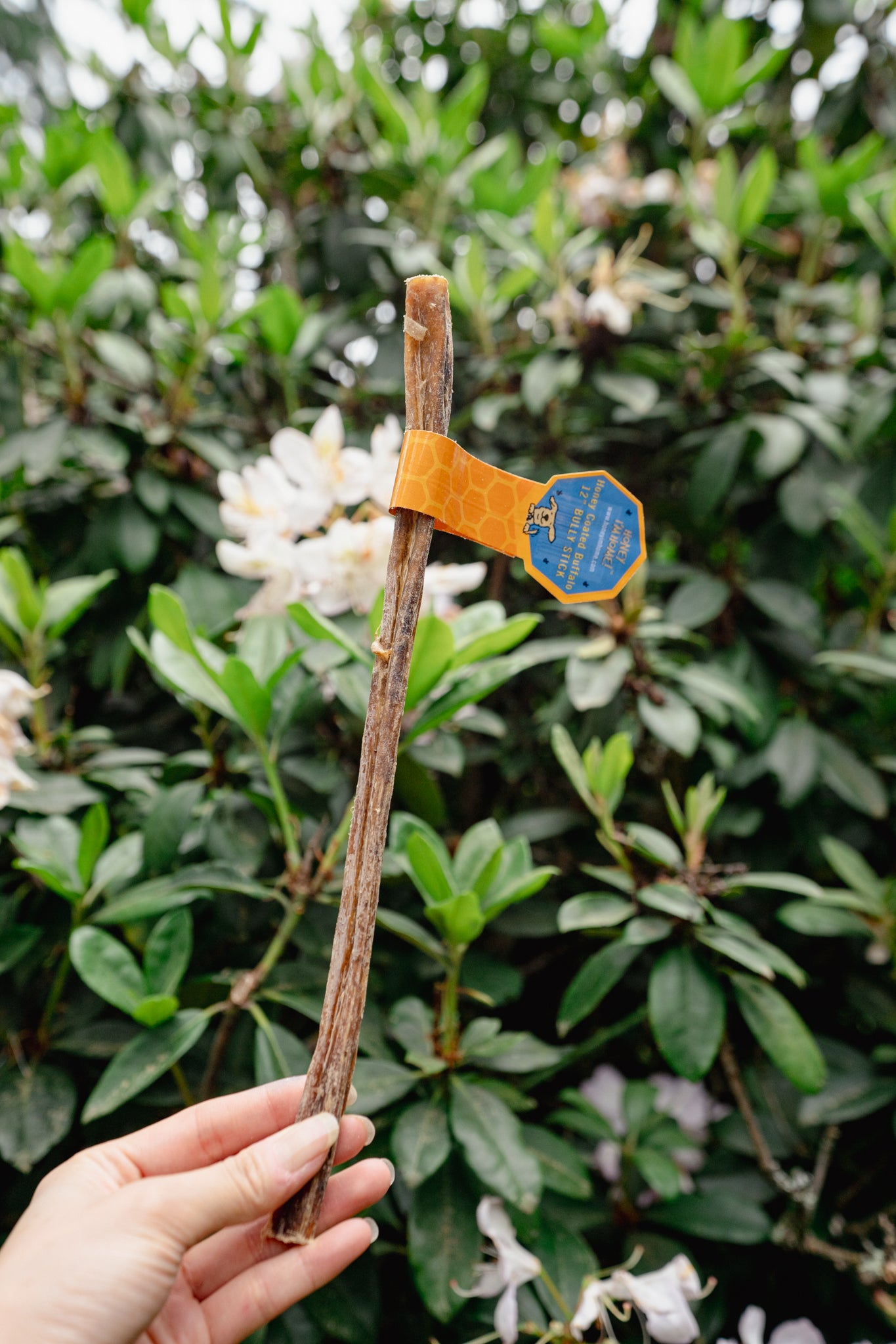 12" HONEY COATED WATER BUFFALO BULLY STICK | Honey I'm Home