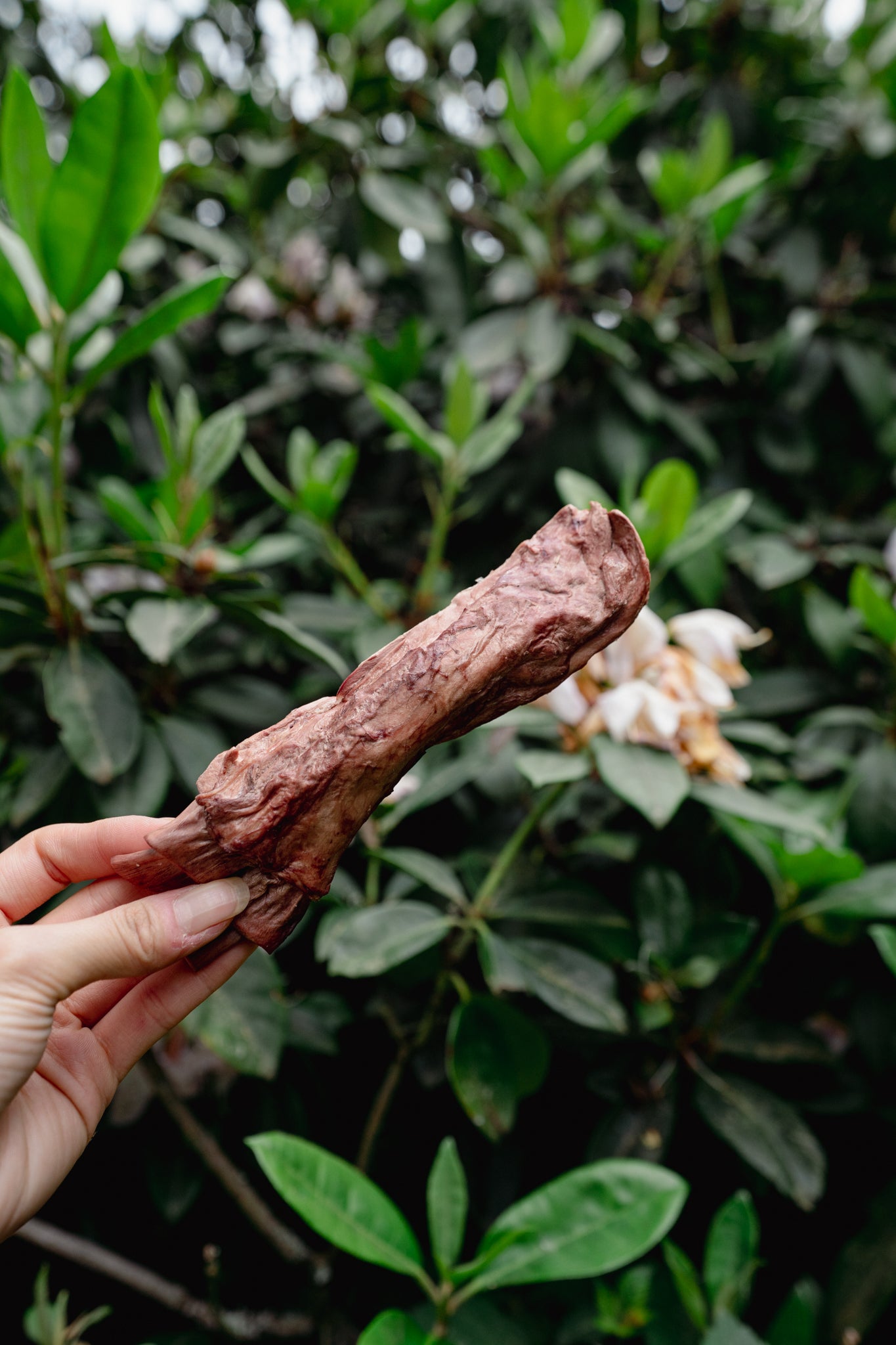 BISON FLEXOR TENDON | Sadie's All Natural Pet Treats