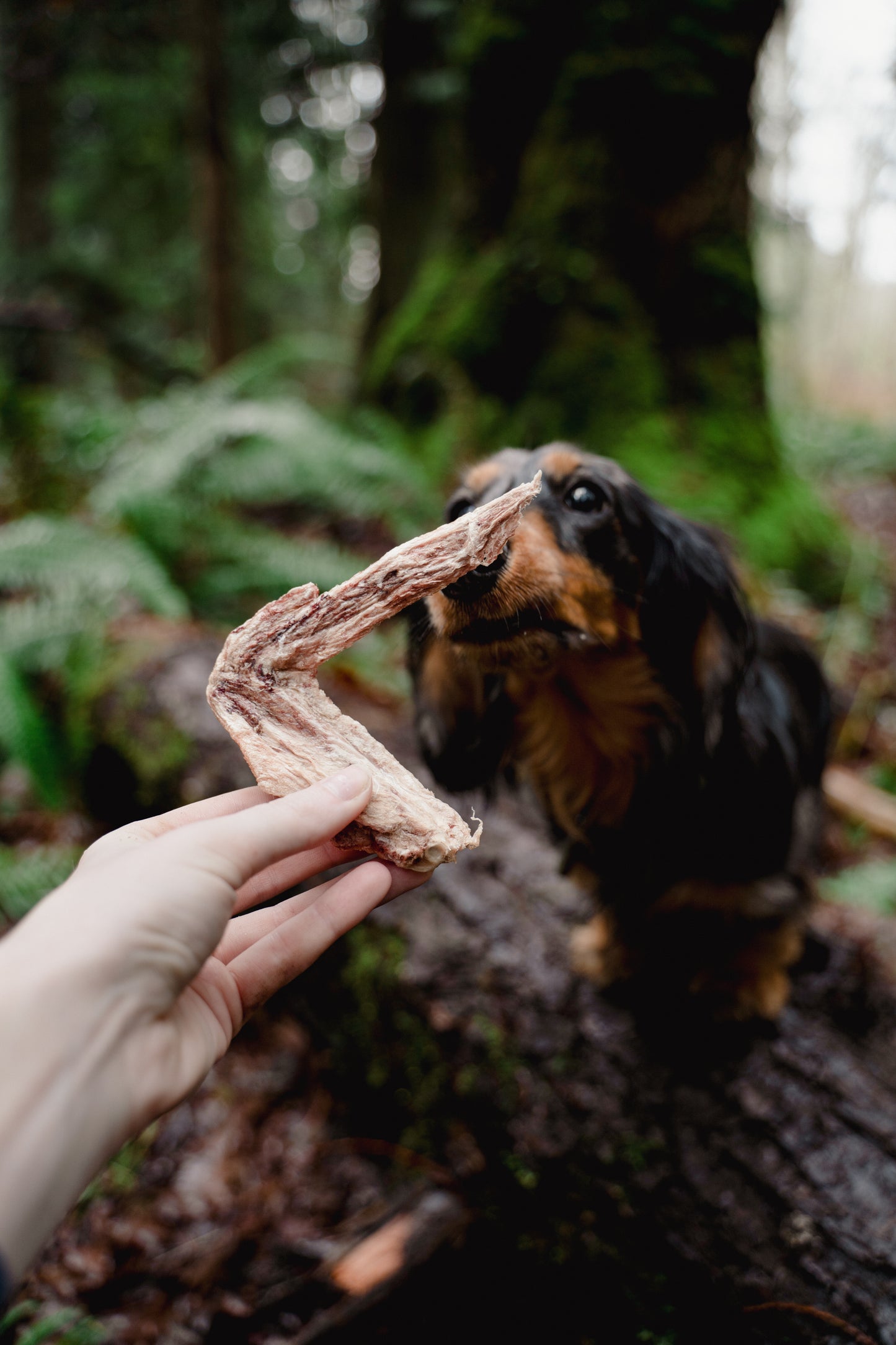 DUCK WING | Freeze-Dried Dog + Cat Treat